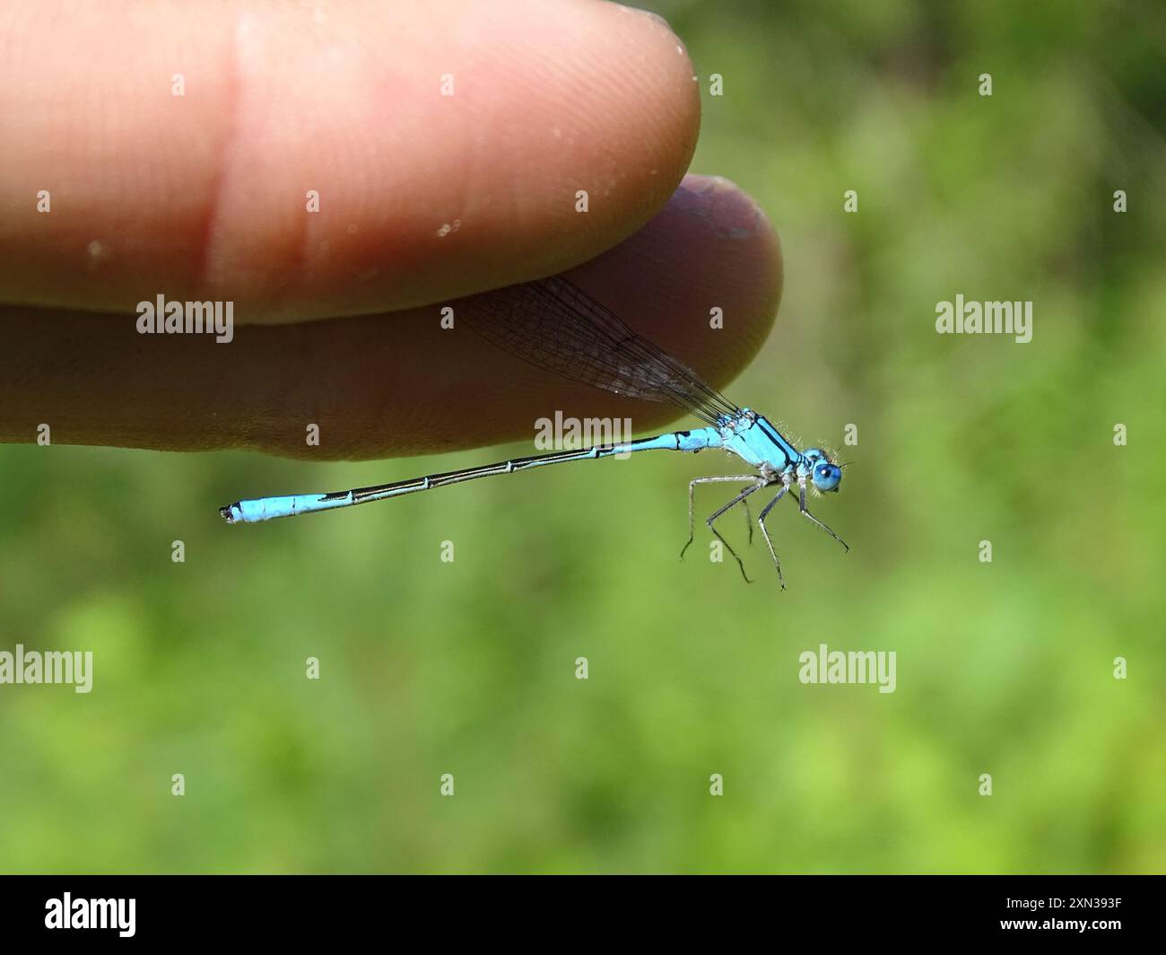 Azure Bluet (Enallagma aspersum) Insecta Stock Photo - Alamy