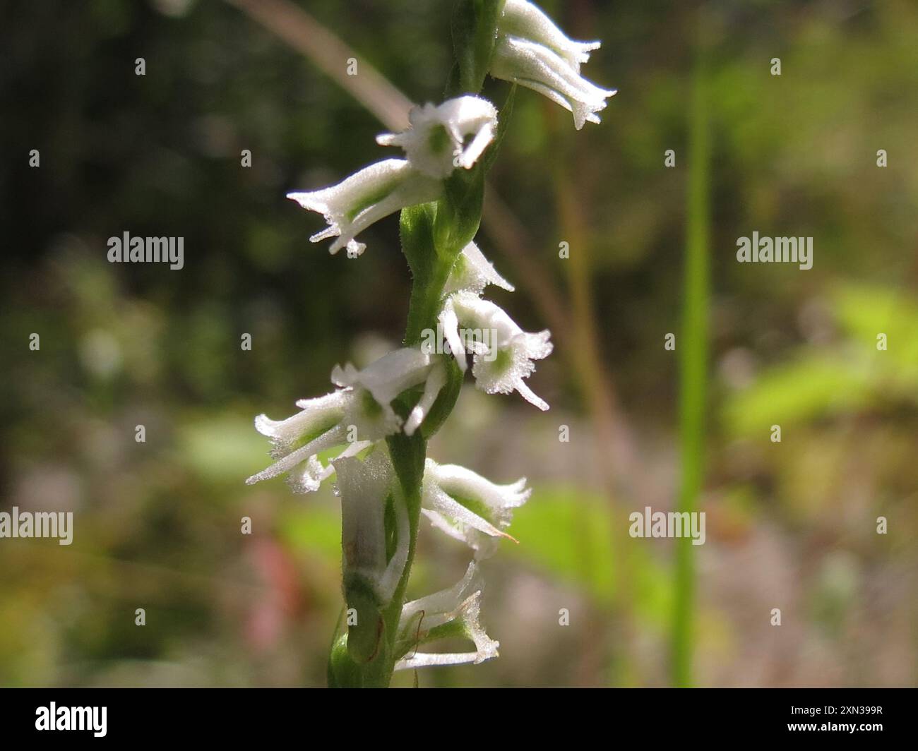 Northern Slender Ladies'-tresses (Spiranthes lacera lacera) Plantae ...