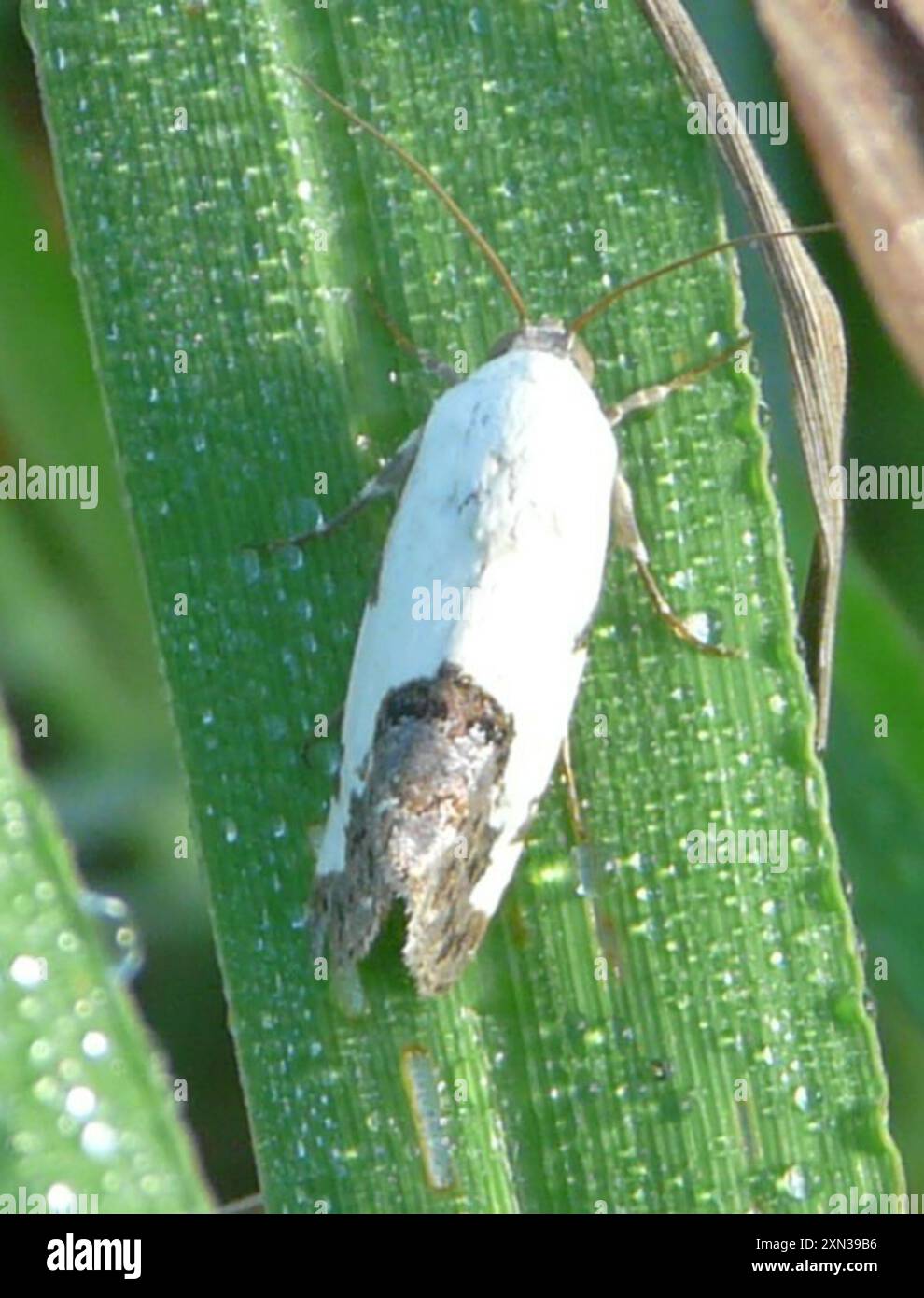 Four-spotted Bird-dropping Moth (Tarache tetragona) Insecta Stock Photo ...