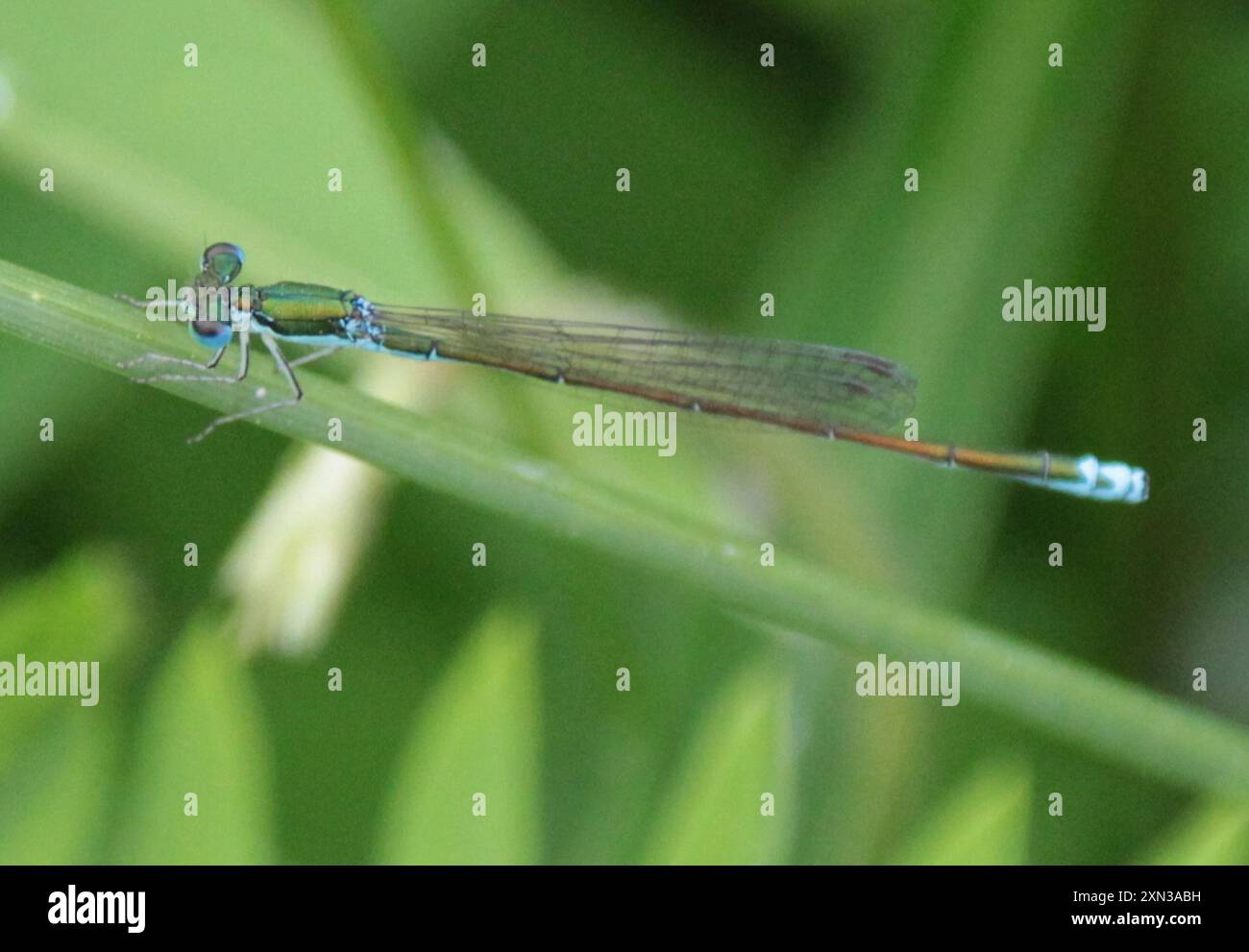 Sedge Sprite (Nehalennia irene) Insecta Stock Photo - Alamy