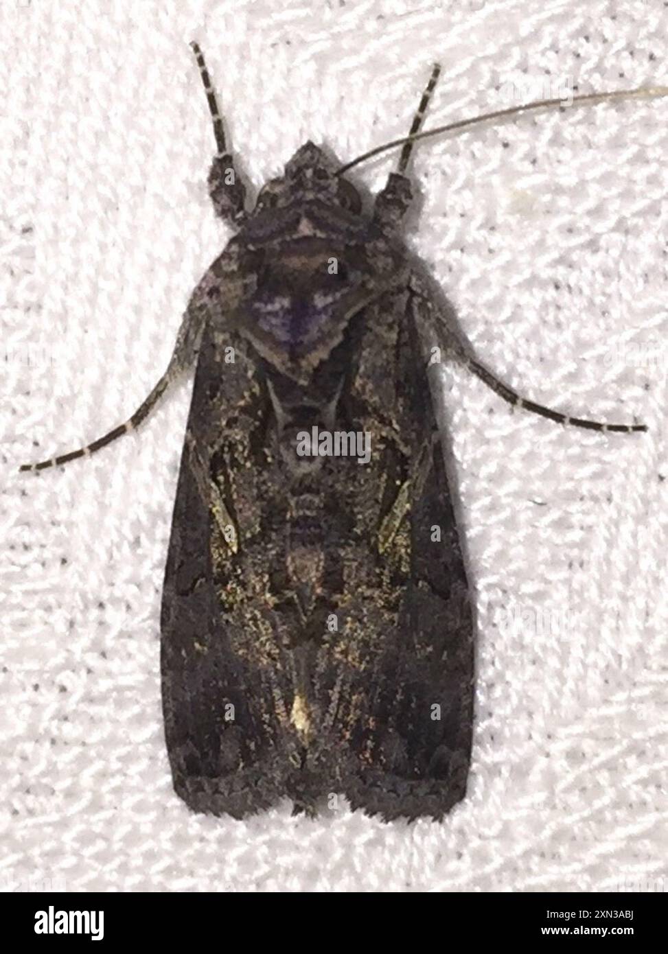 Lopper Insekt Sharp-stigma Looper Moth (Ctenoplusia oxygramma) Insecta Stock Photo ...