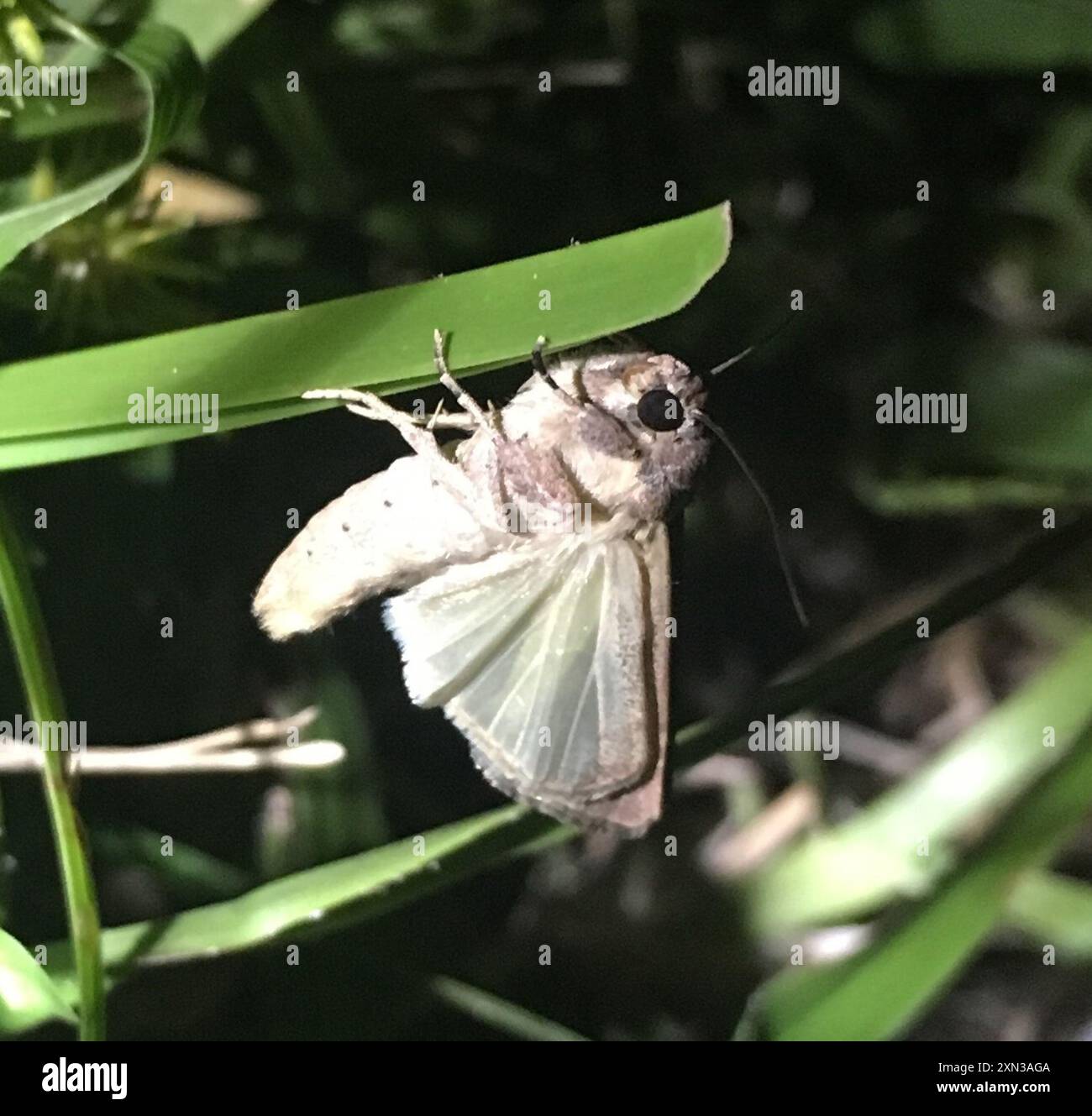 Cutworm Moths and Allies (Noctuidae) Insecta Stock Photo - Alamy