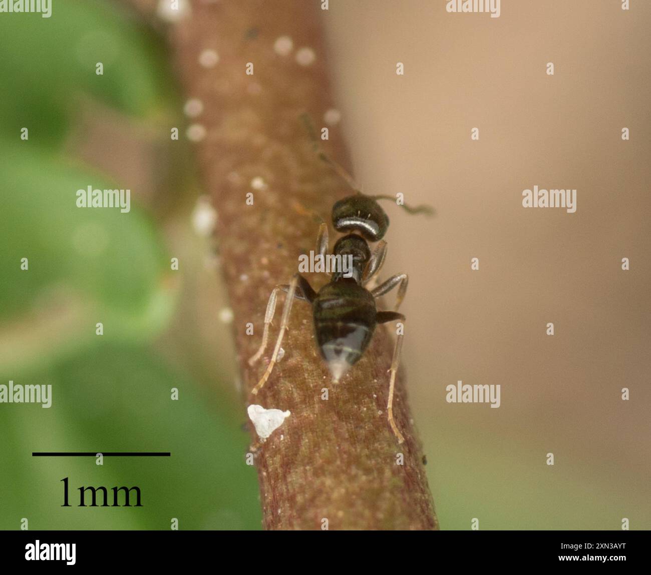 Dark Rover Ant Brachymyrmex patagonicus hi-res stock photography and images - Alamy