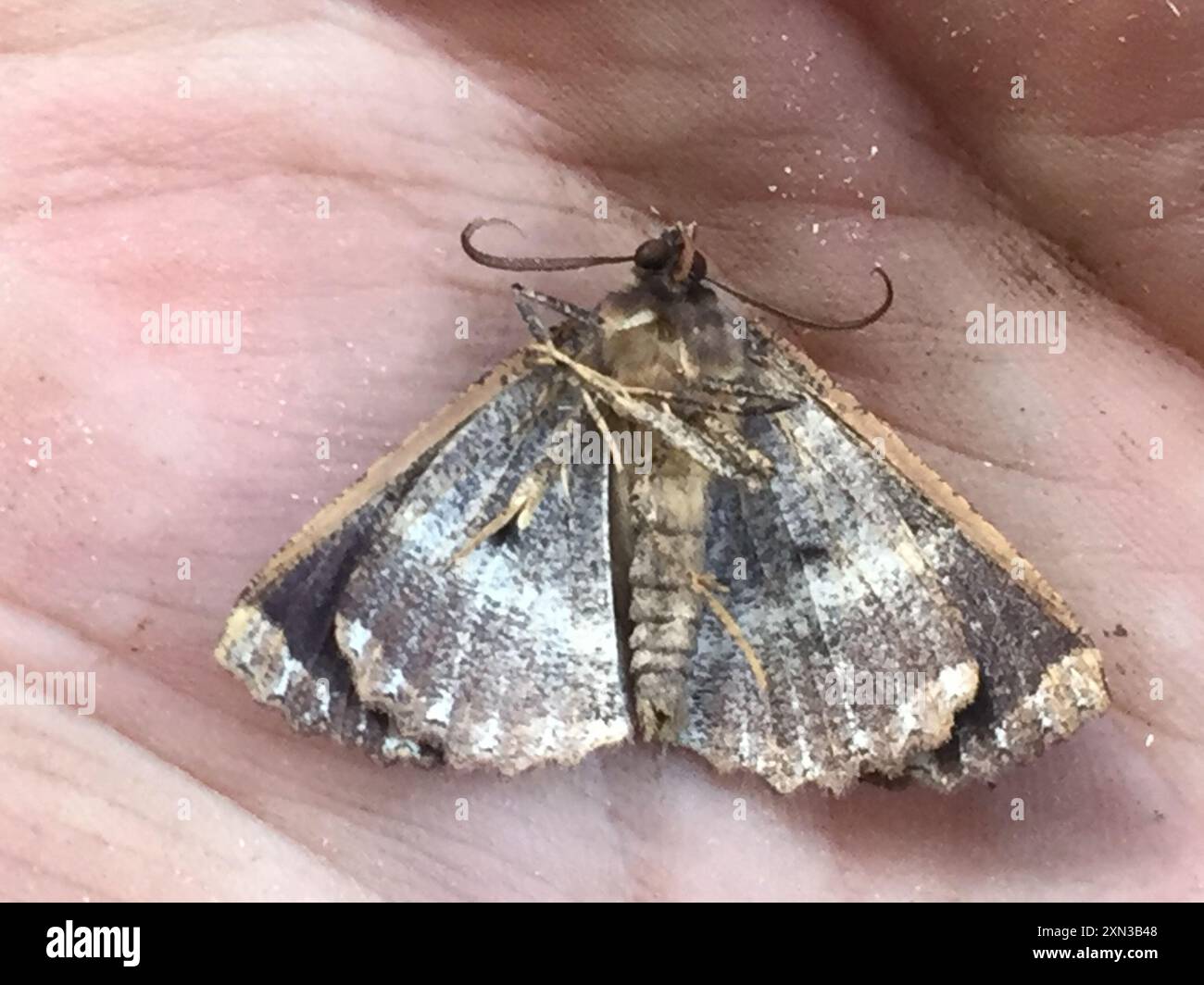 Brown evening moth (Gellonia dejectaria) Insecta Stock Photo - Alamy