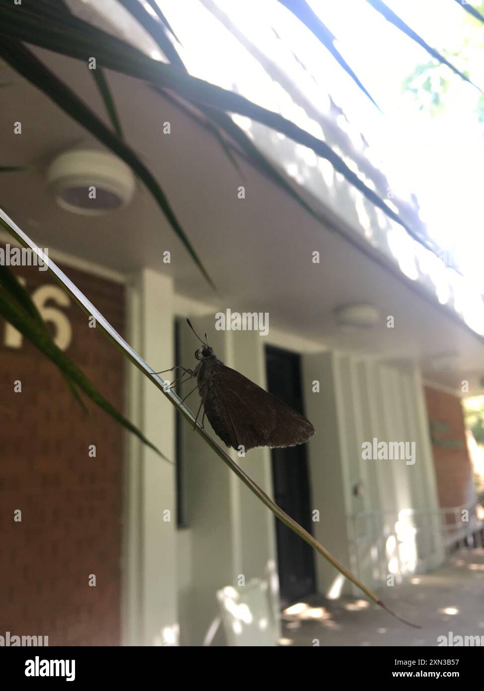 Monk Skipper (Choranthus capucinus) Insecta Stock Photo - Alamy