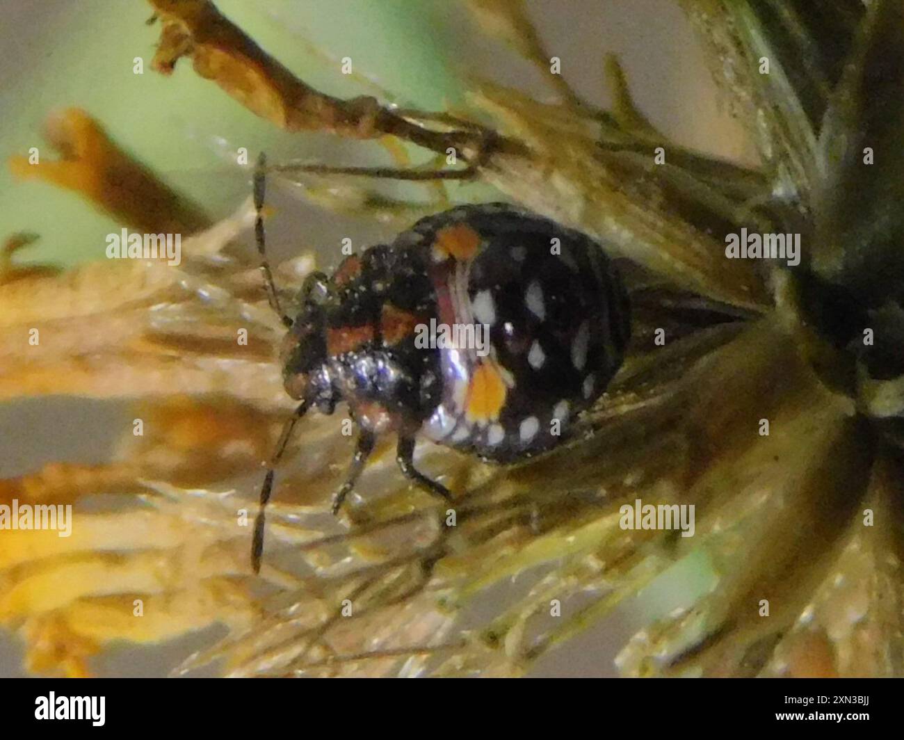 Neotropical Red-shouldered Stink Bug (Thyanta perditor) Insecta Stock ...