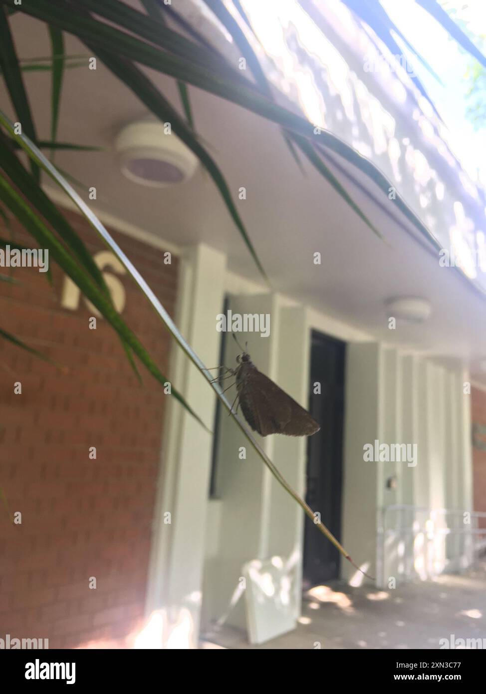 Monk Skipper (Choranthus capucinus) Insecta Stock Photo - Alamy