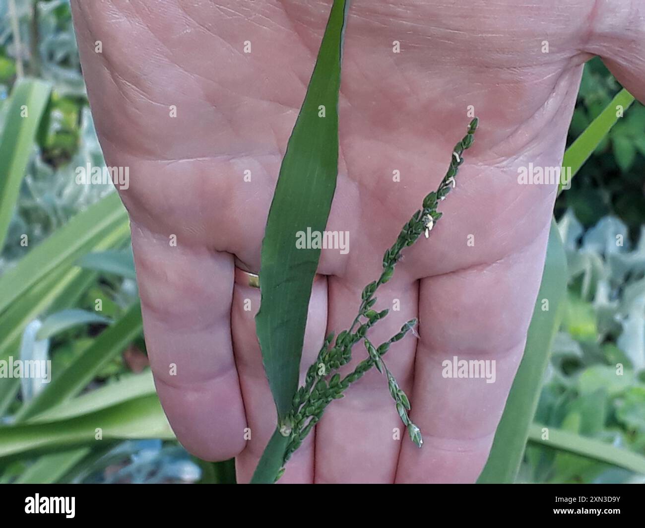 Ehrharta erecta hi-res stock photography and images - Alamy