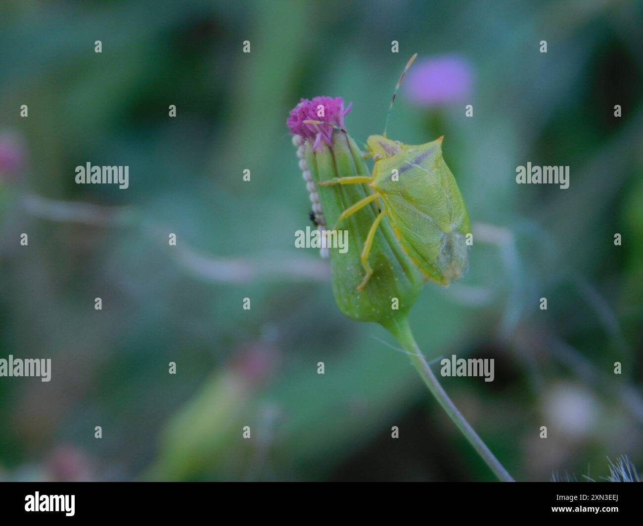Neotropical Red-shouldered Stink Bug (Thyanta perditor) Insecta Stock ...