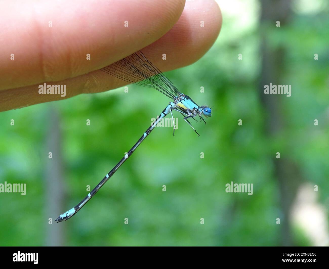 Damsel Insect Aurora Damsel (Chromagrion conditum) Insecta Stock Photo - Alamy