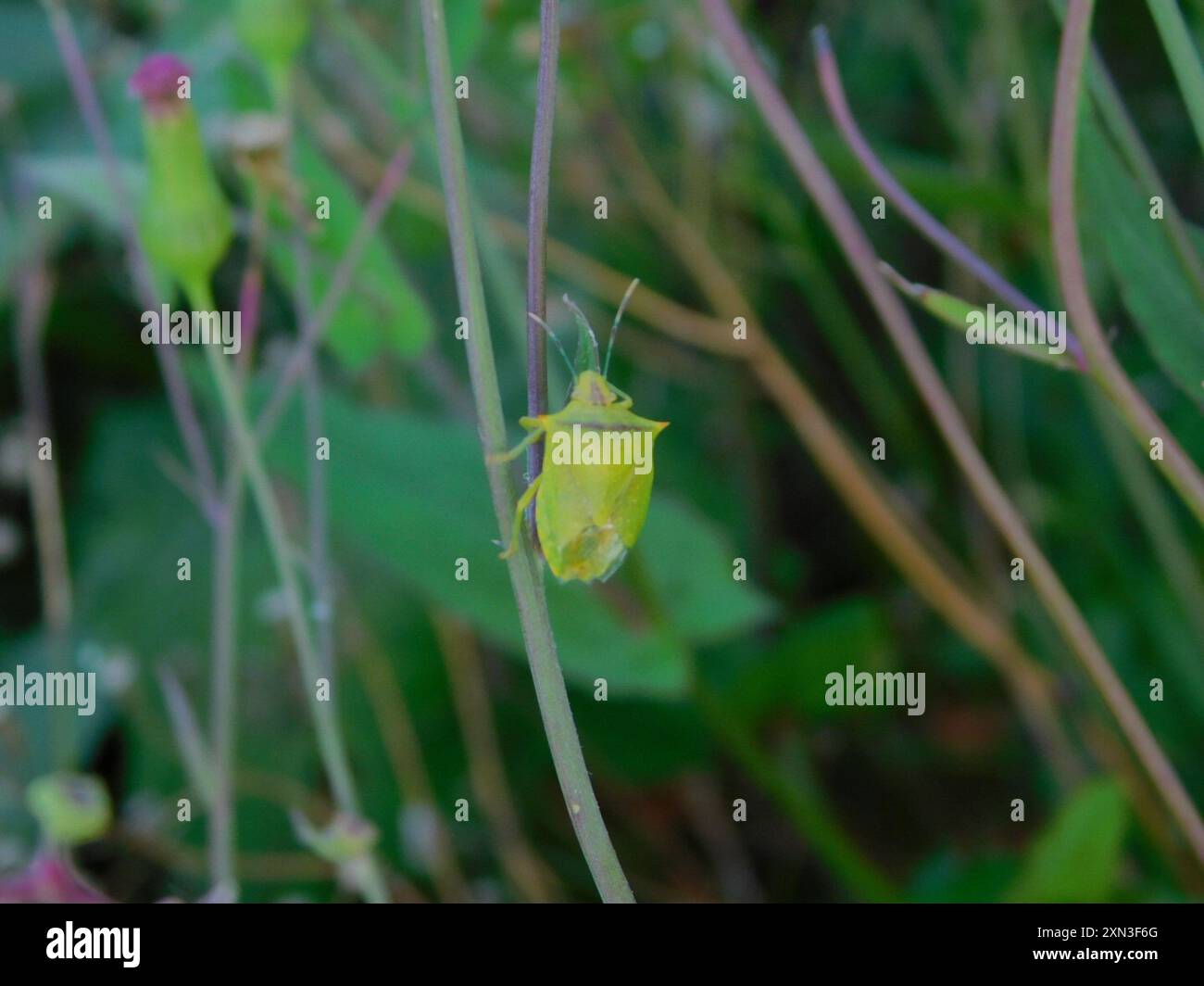 Neotropical Red-shouldered Stink Bug (Thyanta perditor) Insecta Stock ...
