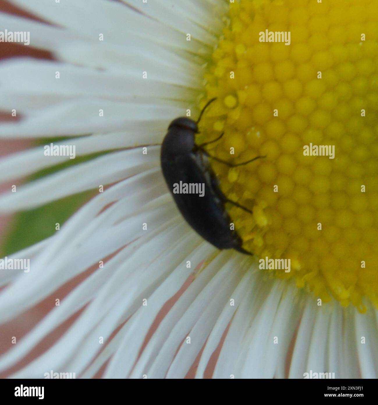 Tumbling Flower Beetles (Mordellidae) Insecta Stock Photo - Alamy