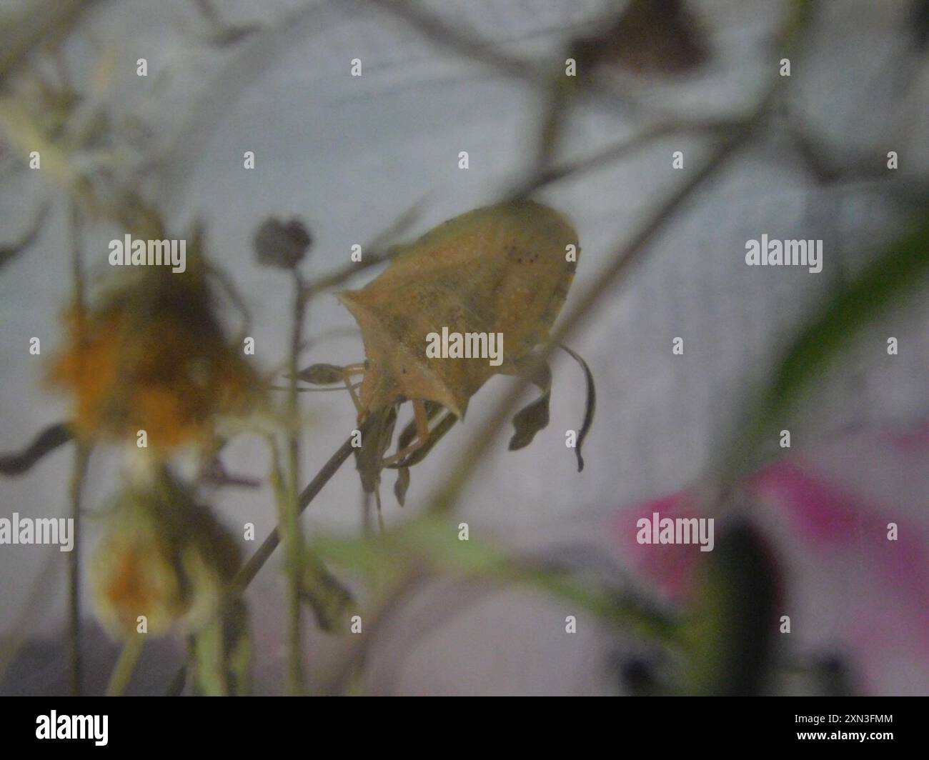 Neotropical Red-shouldered Stink Bug (Thyanta perditor) Insecta Stock ...