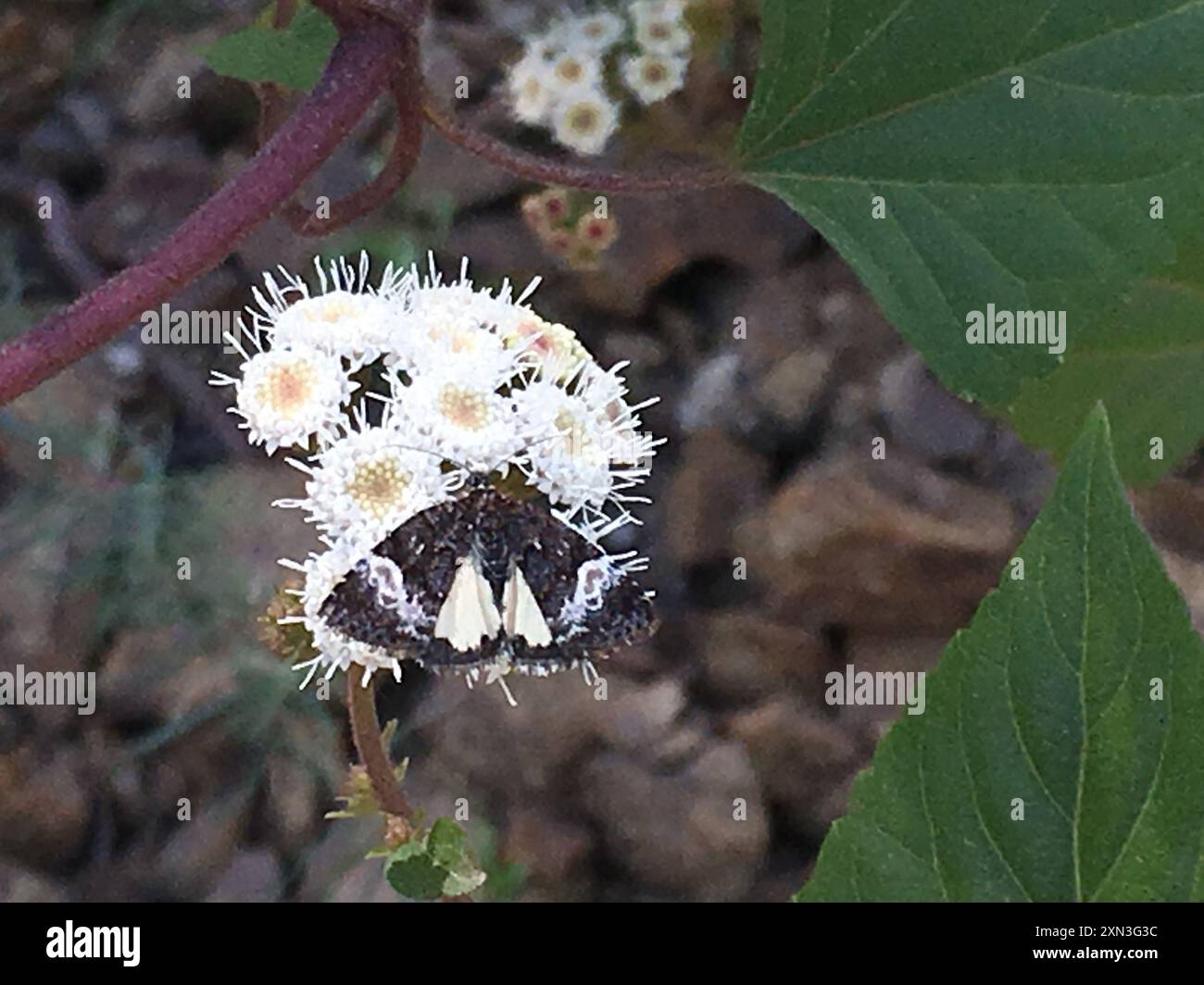 White Annaphila (Annaphila diva) Insecta Stock Photo - Alamy
