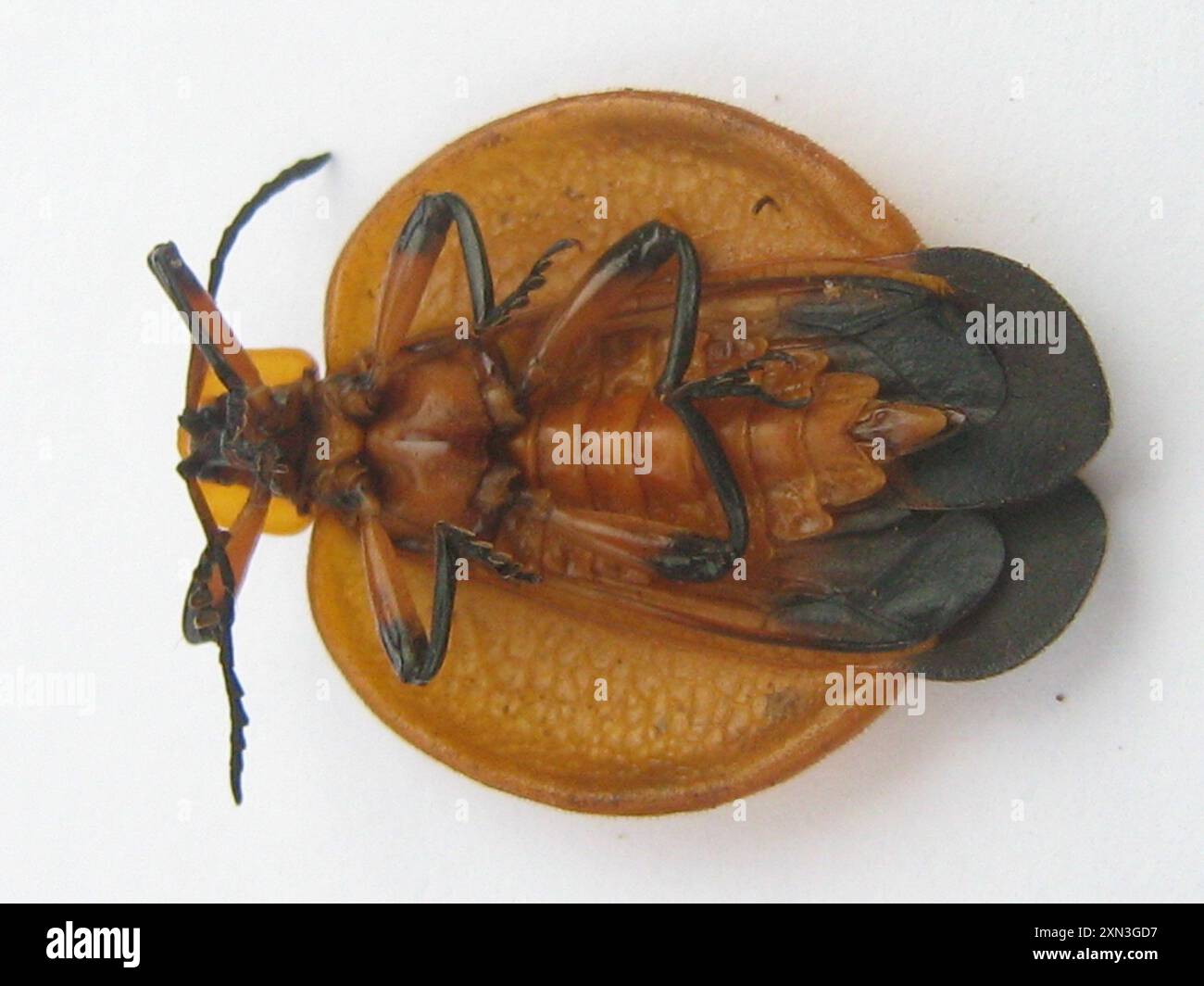 Tailed Net-winged Beetle (Lycus trabeatus) Insecta Stock Photo - Alamy