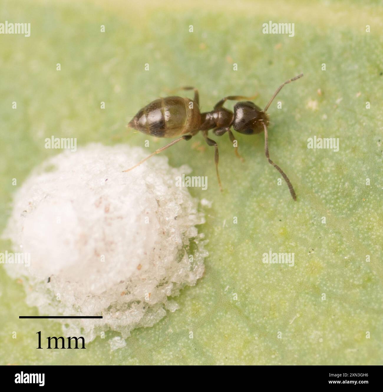 Dark Rover Ant Brachymyrmex patagonicus hi-res stock photography and images - Alamy