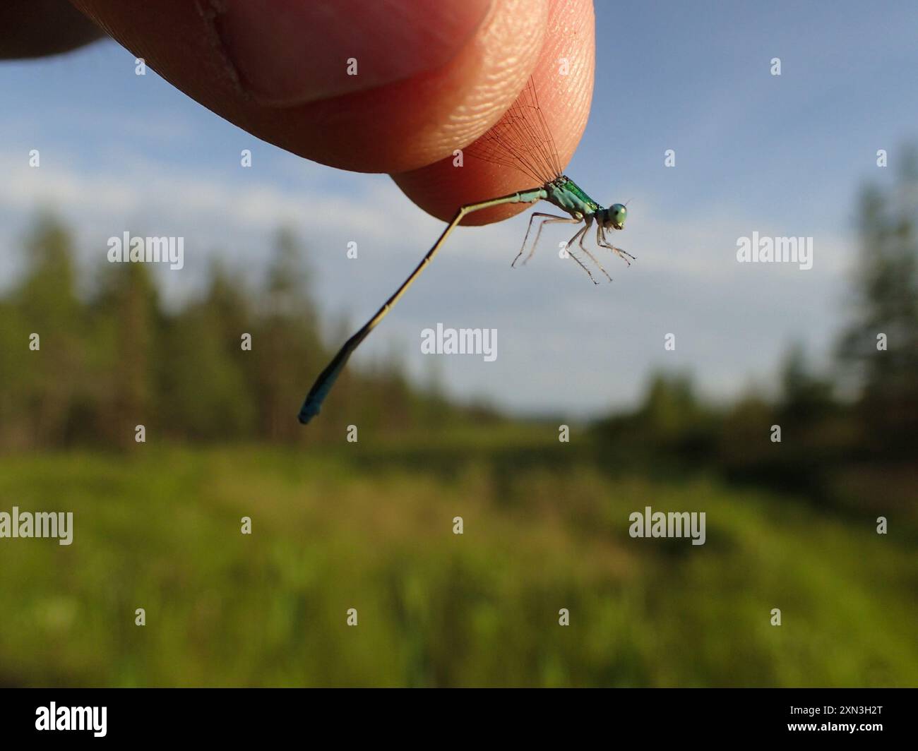 Sedge Sprite (Nehalennia irene) Insecta Stock Photo - Alamy