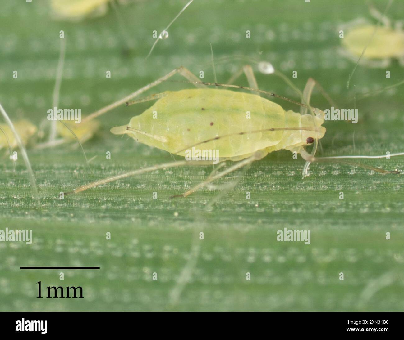 Rose grain aphid hi-res stock photography and images - Alamy