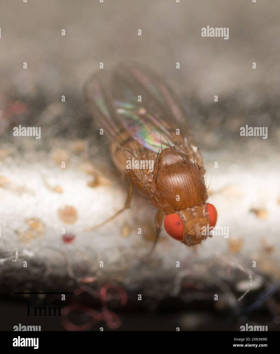 Common Fruit Fly (Drosophila melanogaster) Insecta Stock Photo - Alamy