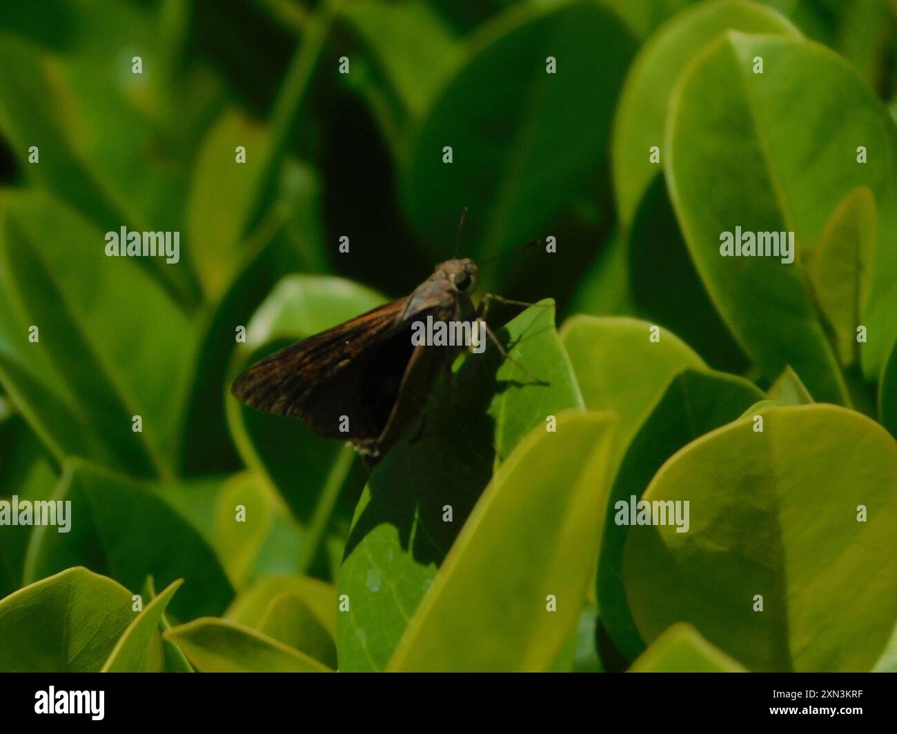 Monk Skipper (Choranthus capucinus) Insecta Stock Photo - Alamy