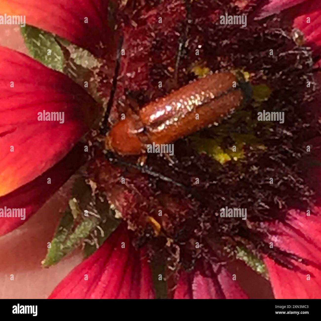 Butleal Insect Batyle suturalis hi-res stock photography and images - Alamy