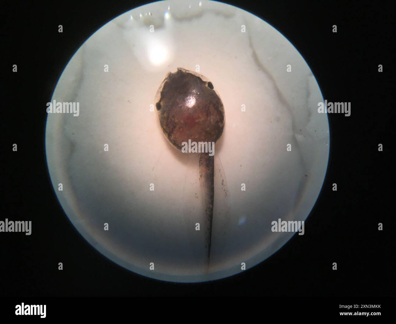 Sheep Frog (Hypopachus variolosus) Amphibia Stock Photo Alamy