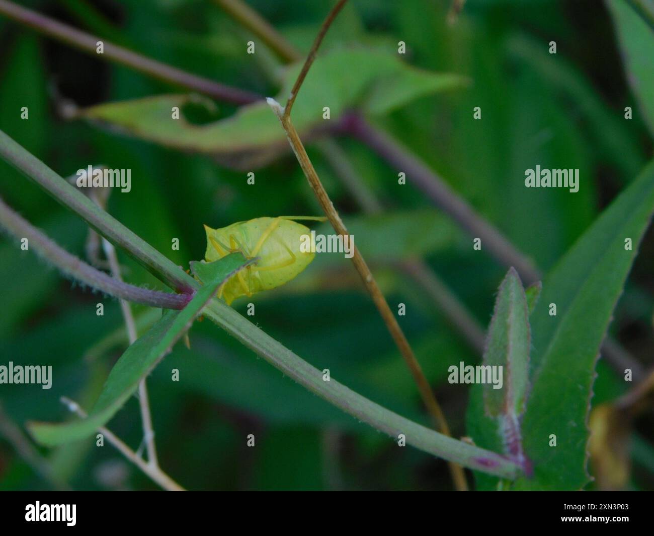 Neotropical Red-shouldered Stink Bug (Thyanta perditor) Insecta Stock ...