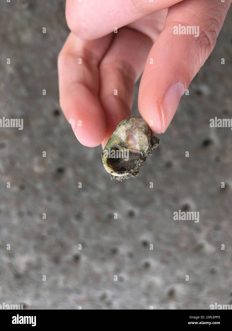 Mudflat Top Shell Mudflat Tītiko (Amphibola crenata) Mollusca Stock Photo - Alamy