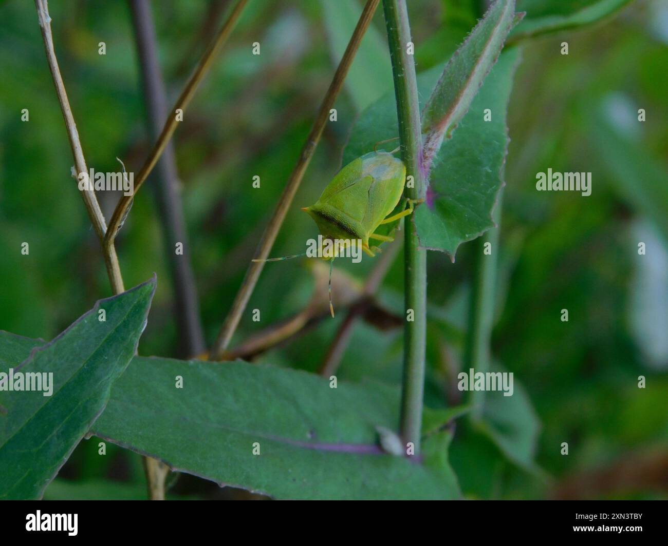 Neotropical Red-shouldered Stink Bug (Thyanta perditor) Insecta Stock ...