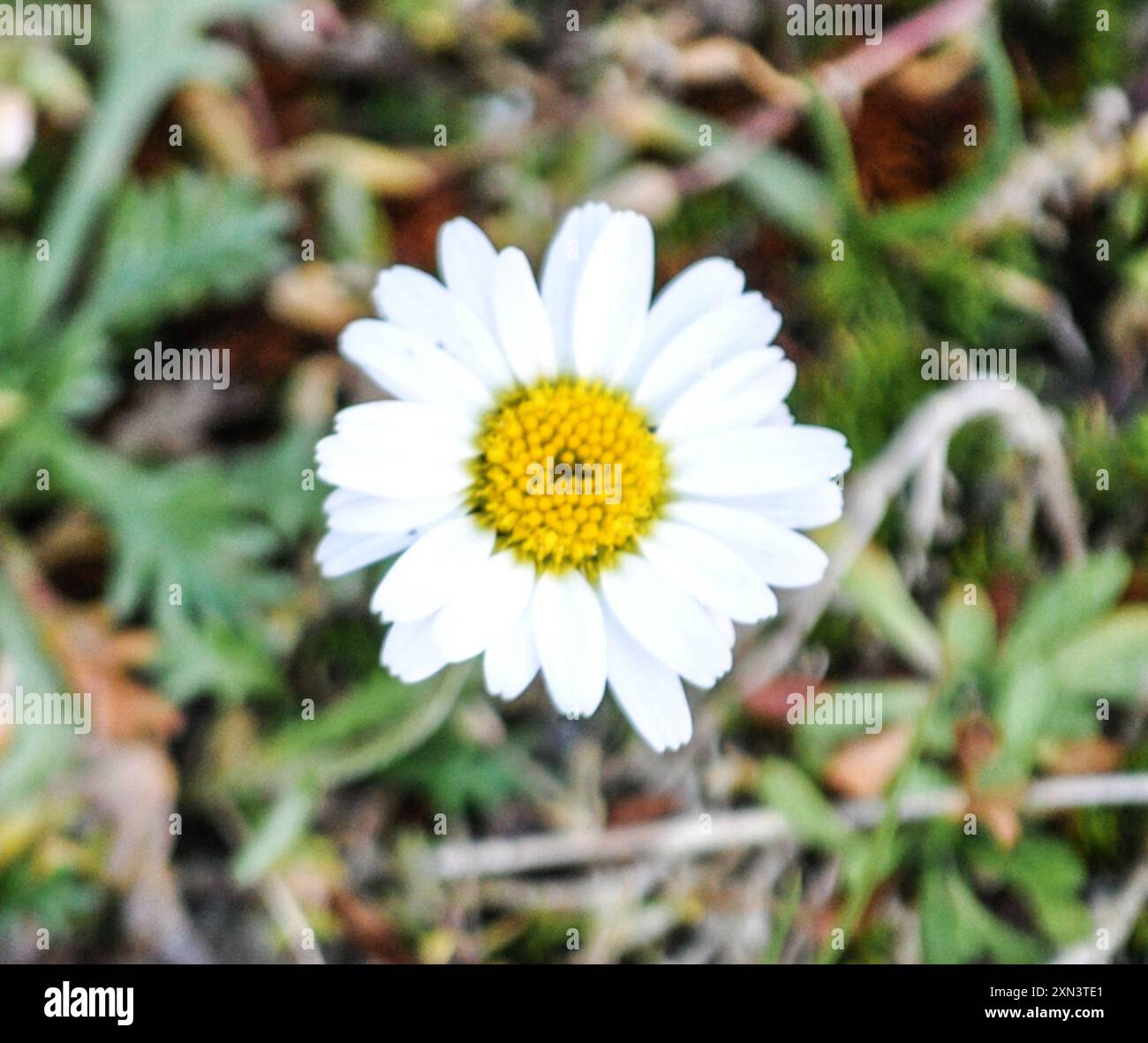 Alpine Moon-daisy (Leucanthemopsis alpina) Plantae Stock Photo - Alamy