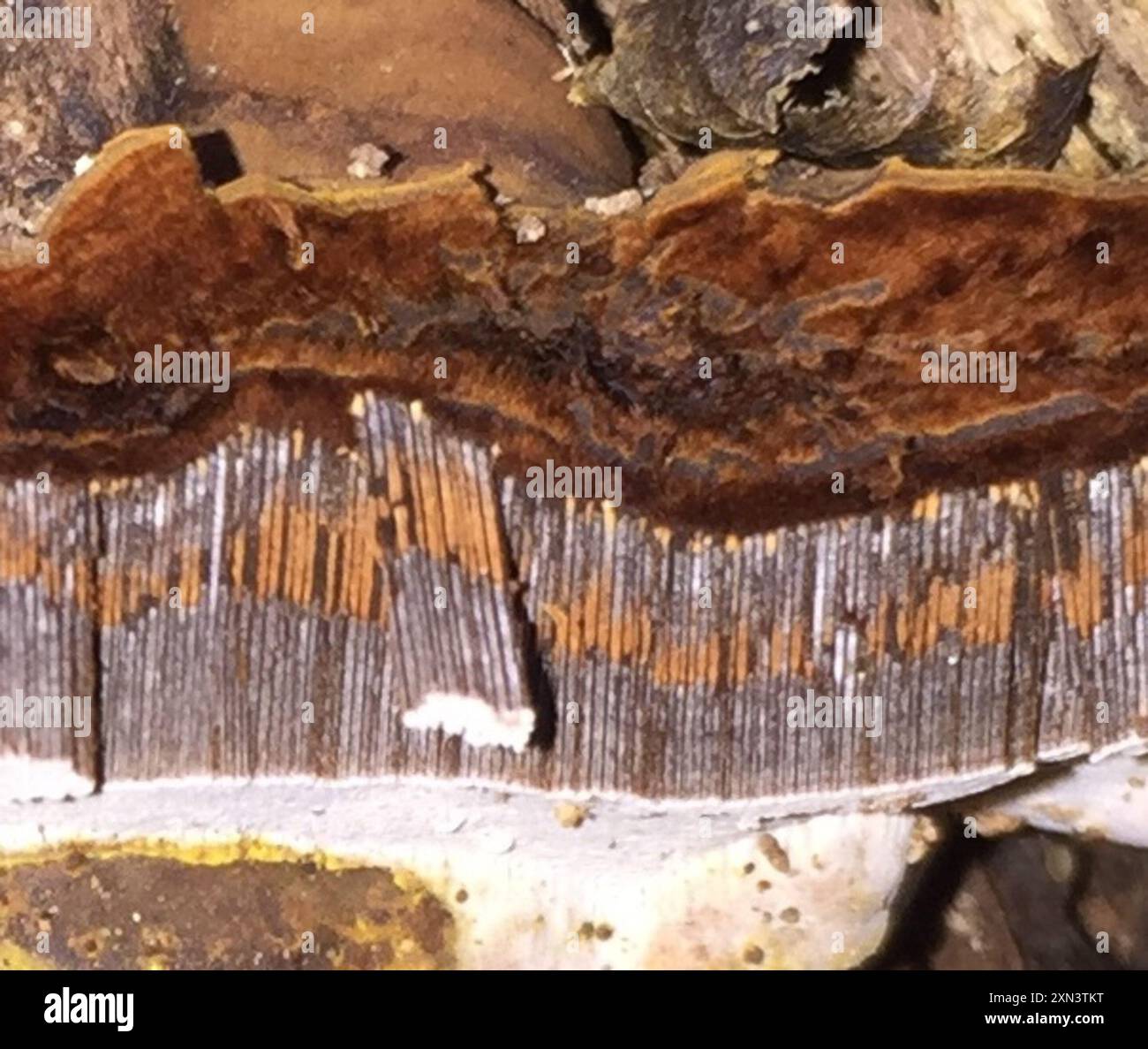 artist's bracket (Ganoderma applanatum) Fungi Stock Photo - Alamy