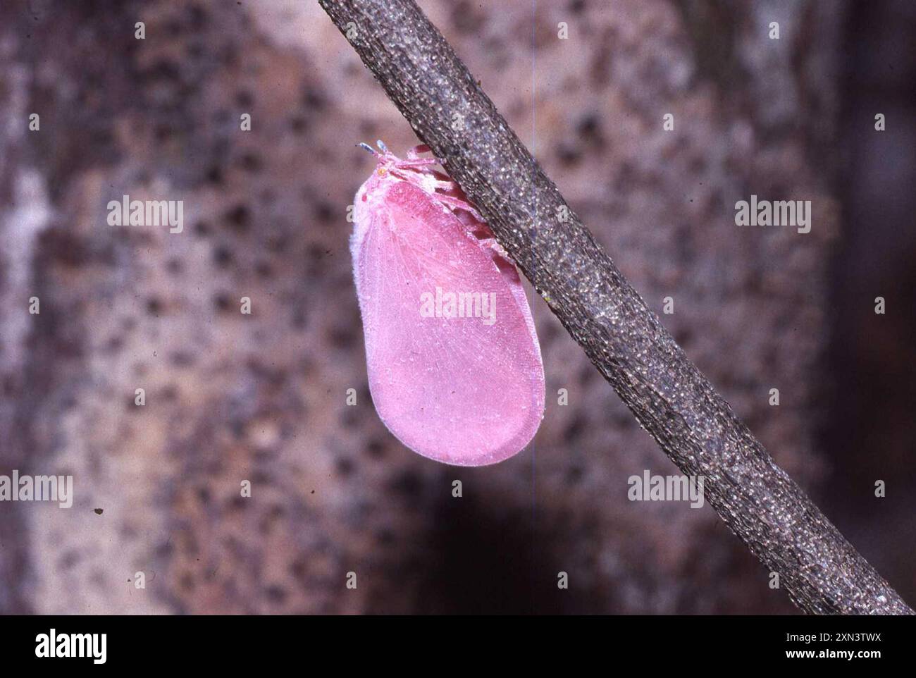 Flatida rosea hi-res stock photography and images - Alamy
