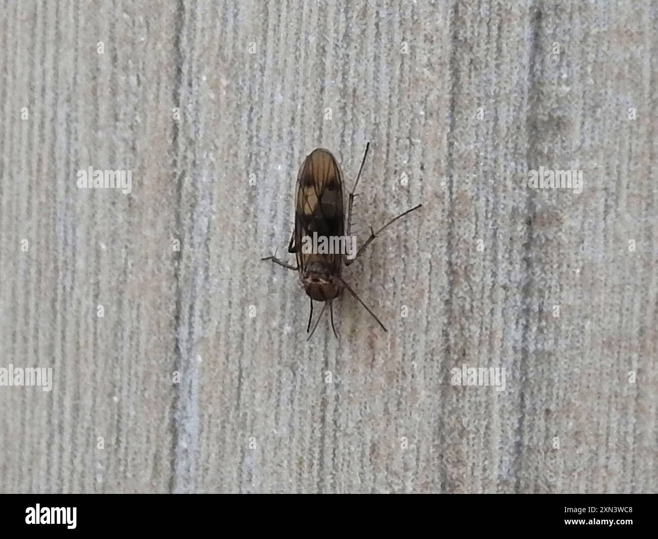 Wc Insect Fungus Gnats (Mycetophilidae) Insecta Stock Photo - Alamy