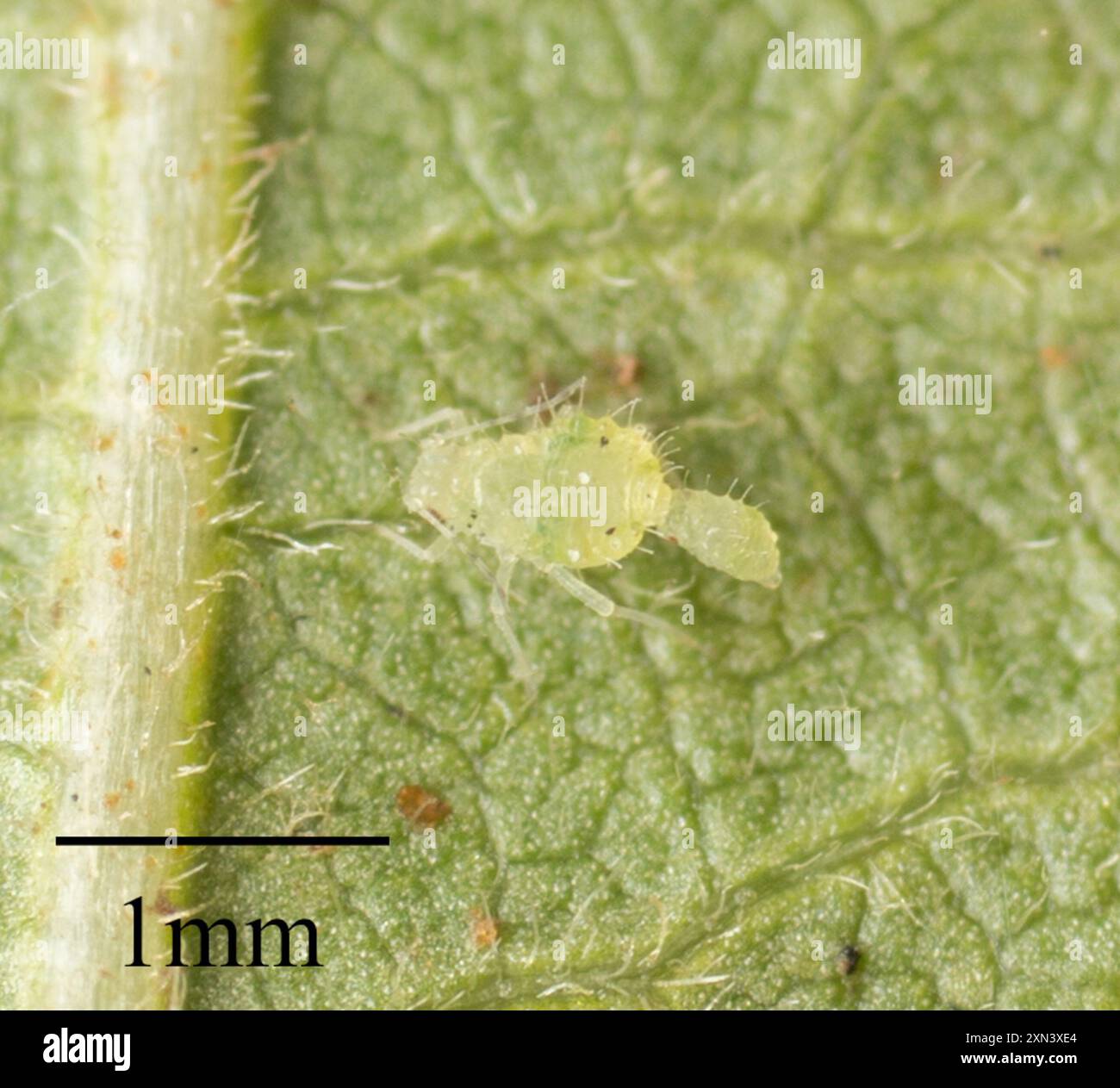 Common Alder Aphid (Pterocallis alni) Insecta Stock Photo - Alamy