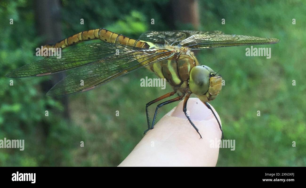 Norfolk Insects Norfolk Hawker (Isoaeschna isoceles) Insecta Stock Photo - Alamy