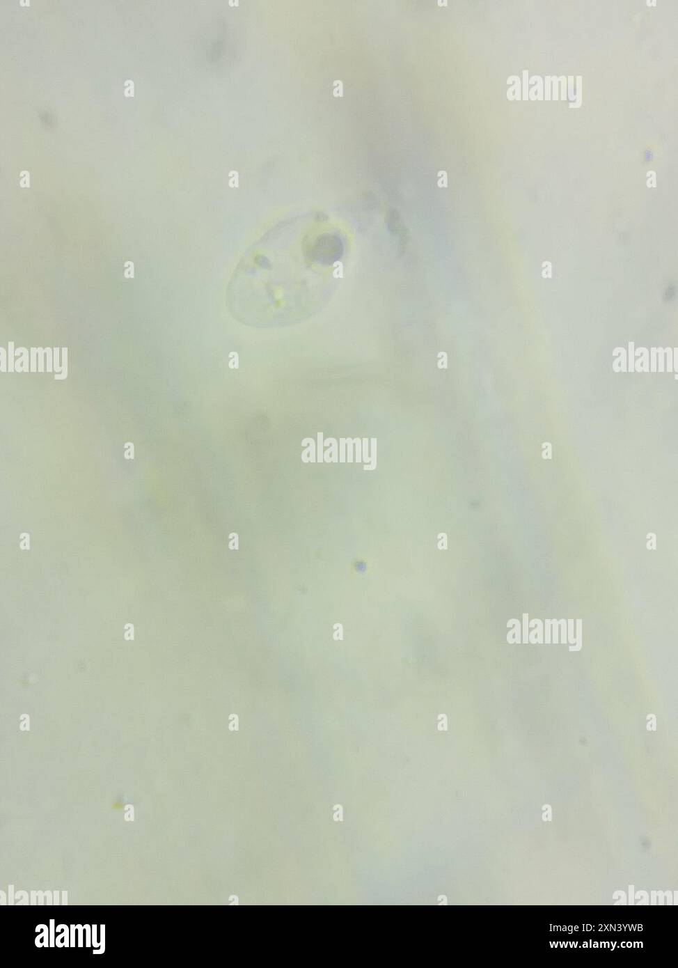 contorted pipe club (Macrotyphula contorta) Fungi Stock Photo - Alamy