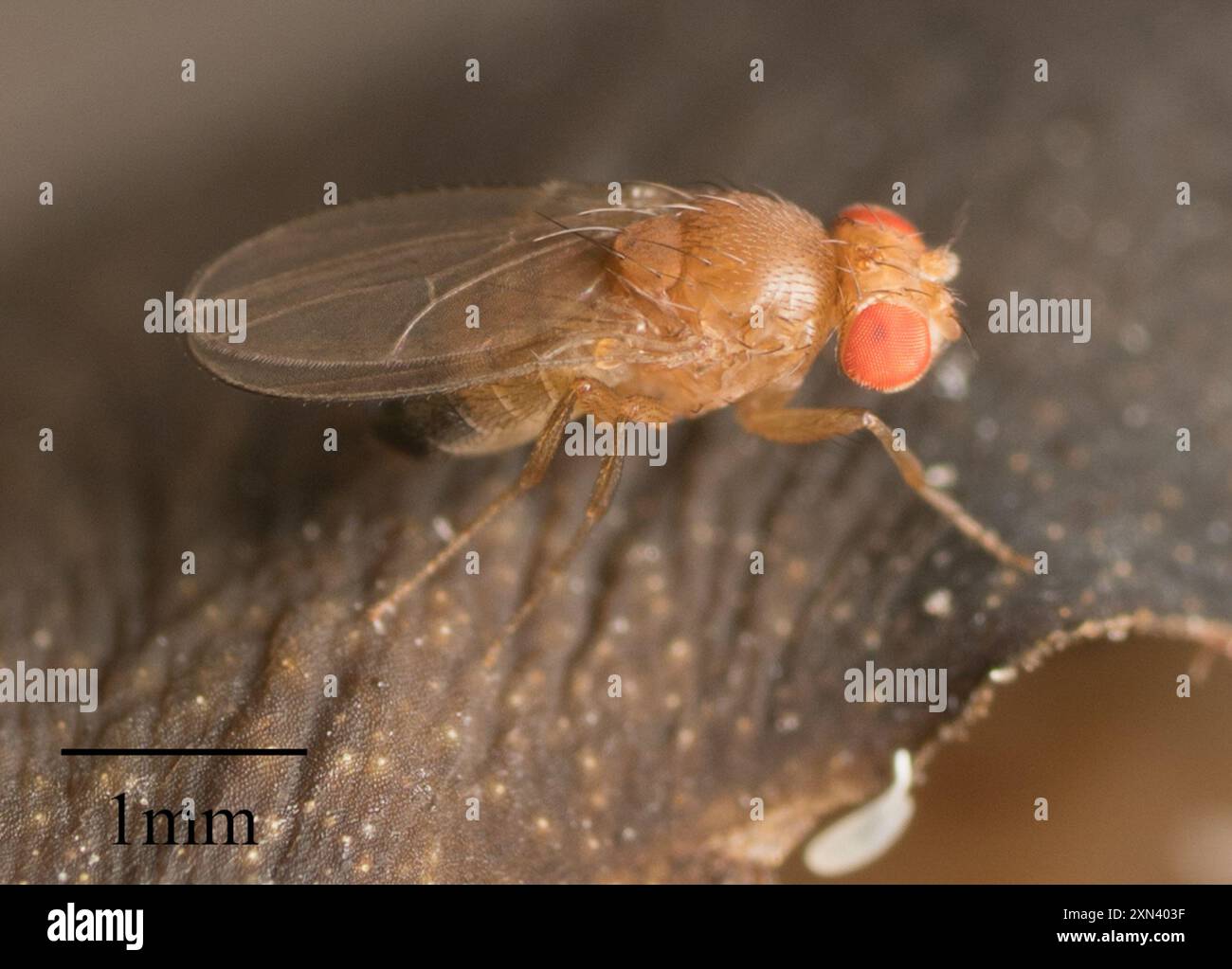 Common Fruit Fly (Drosophila melanogaster) Insecta Stock Photo - Alamy
