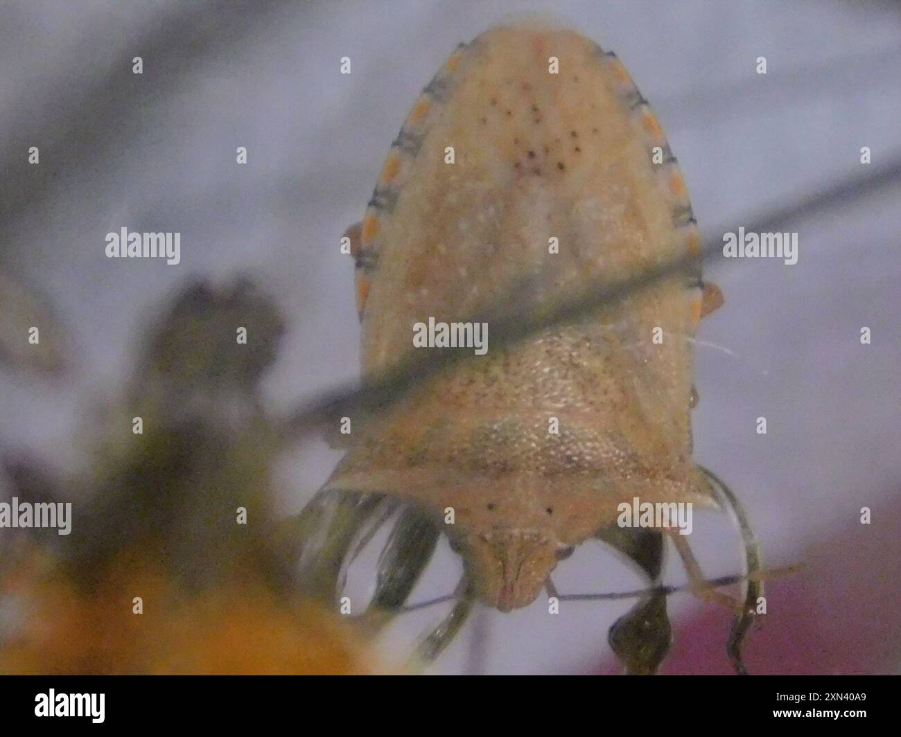 Neotropical Red-shouldered Stink Bug (Thyanta perditor) Insecta Stock ...