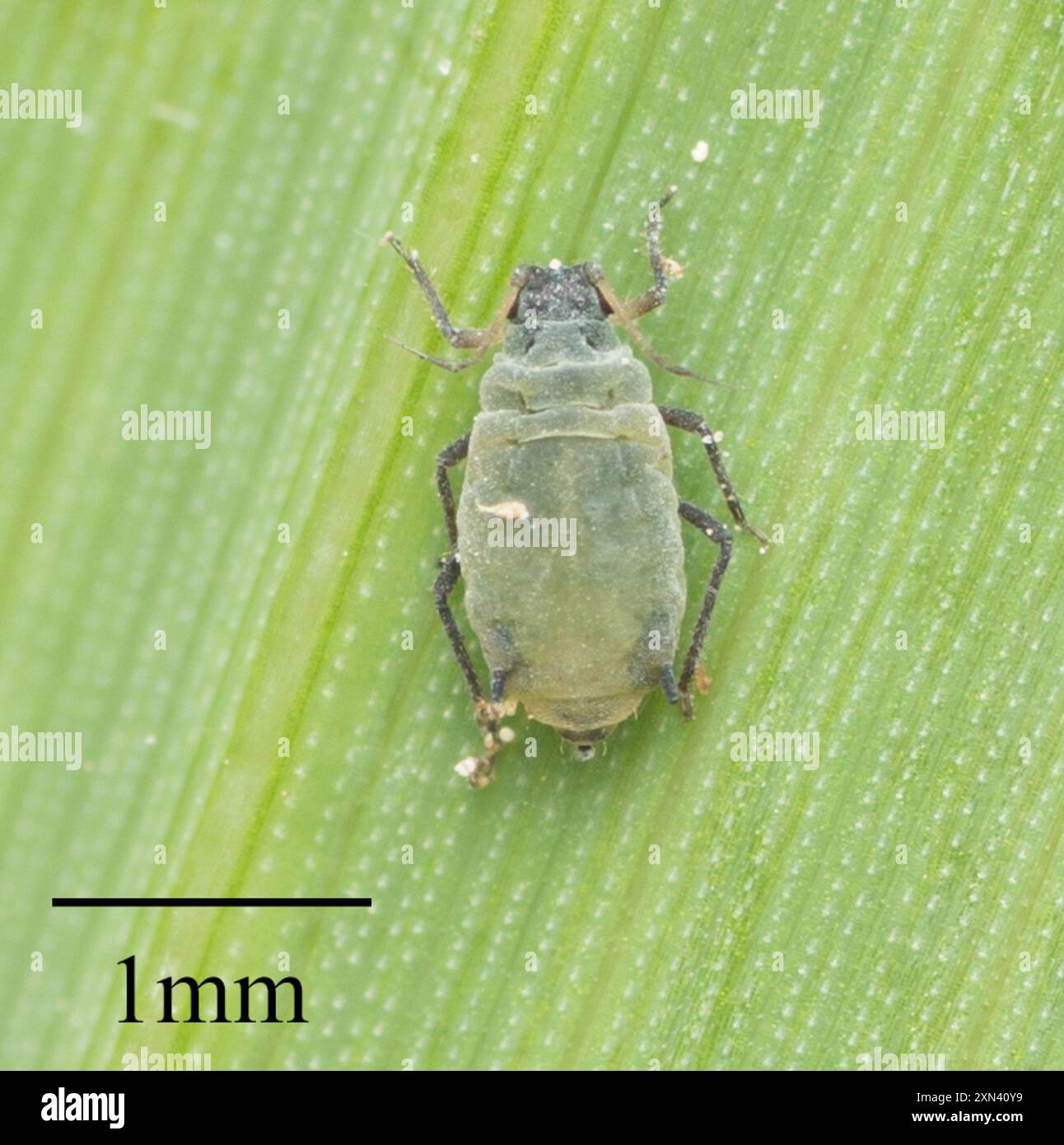 Corn Leaf Aphid (Rhopalosiphum maidis) Insecta Stock Photo - Alamy