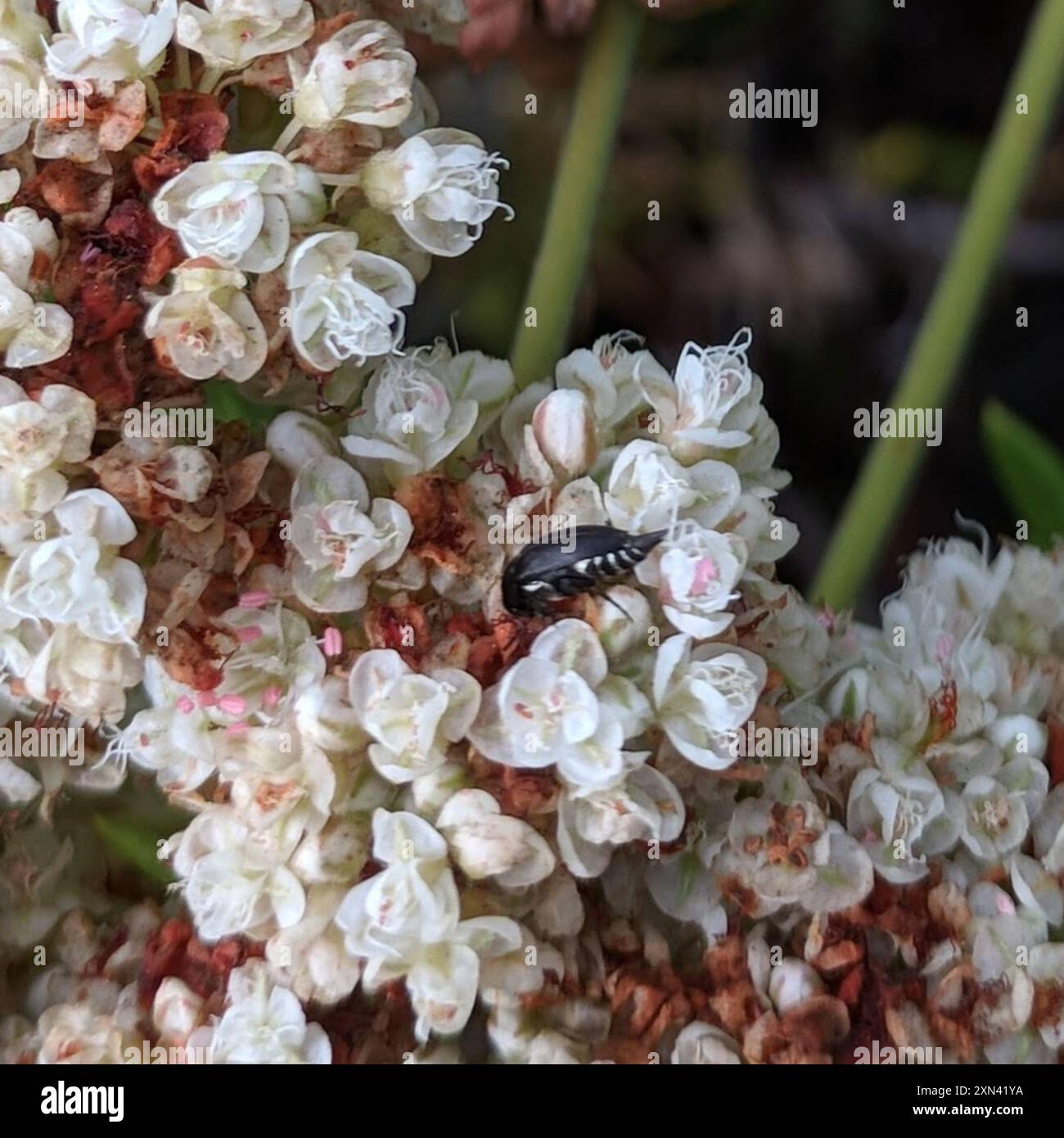 Tumbling Flower Beetles (Mordellidae) Insecta Stock Photo - Alamy