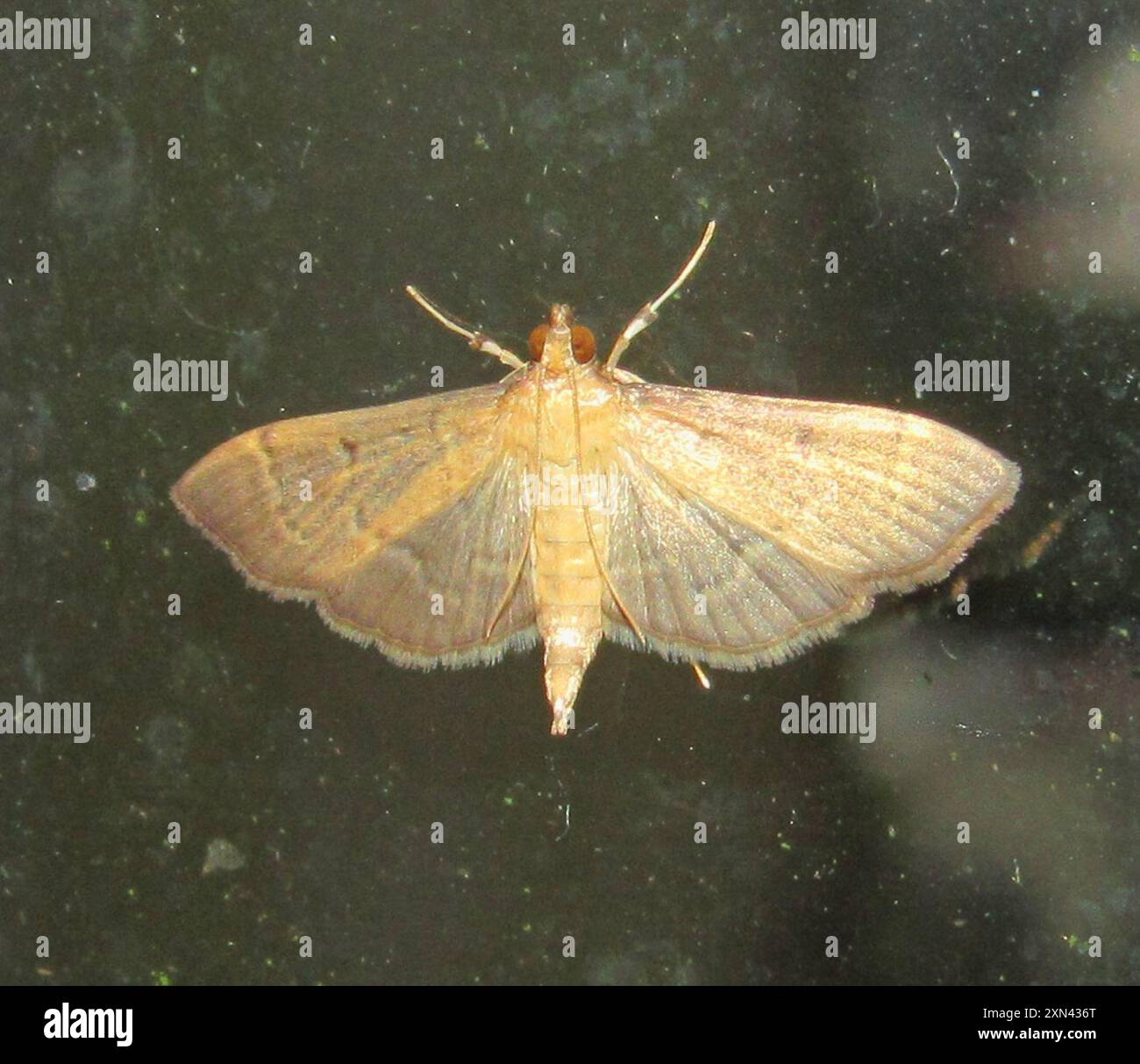 Herbivorous Patania Moth (Patania silicalis) Insecta Stock Photo - Alamy