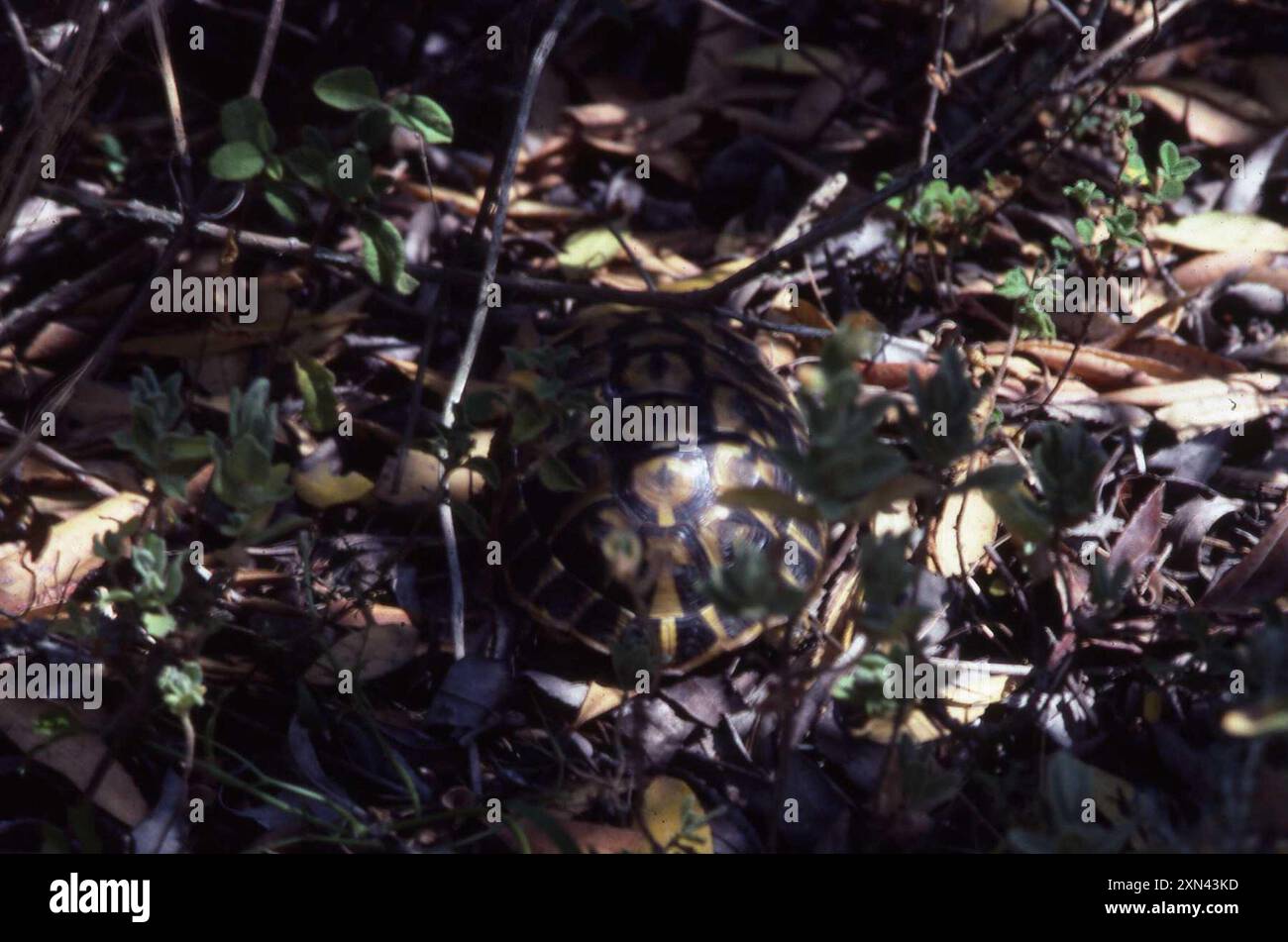 Hermann's Tortoise (Testudo hermanni hermanni) Reptilia Stock Photo - Alamy