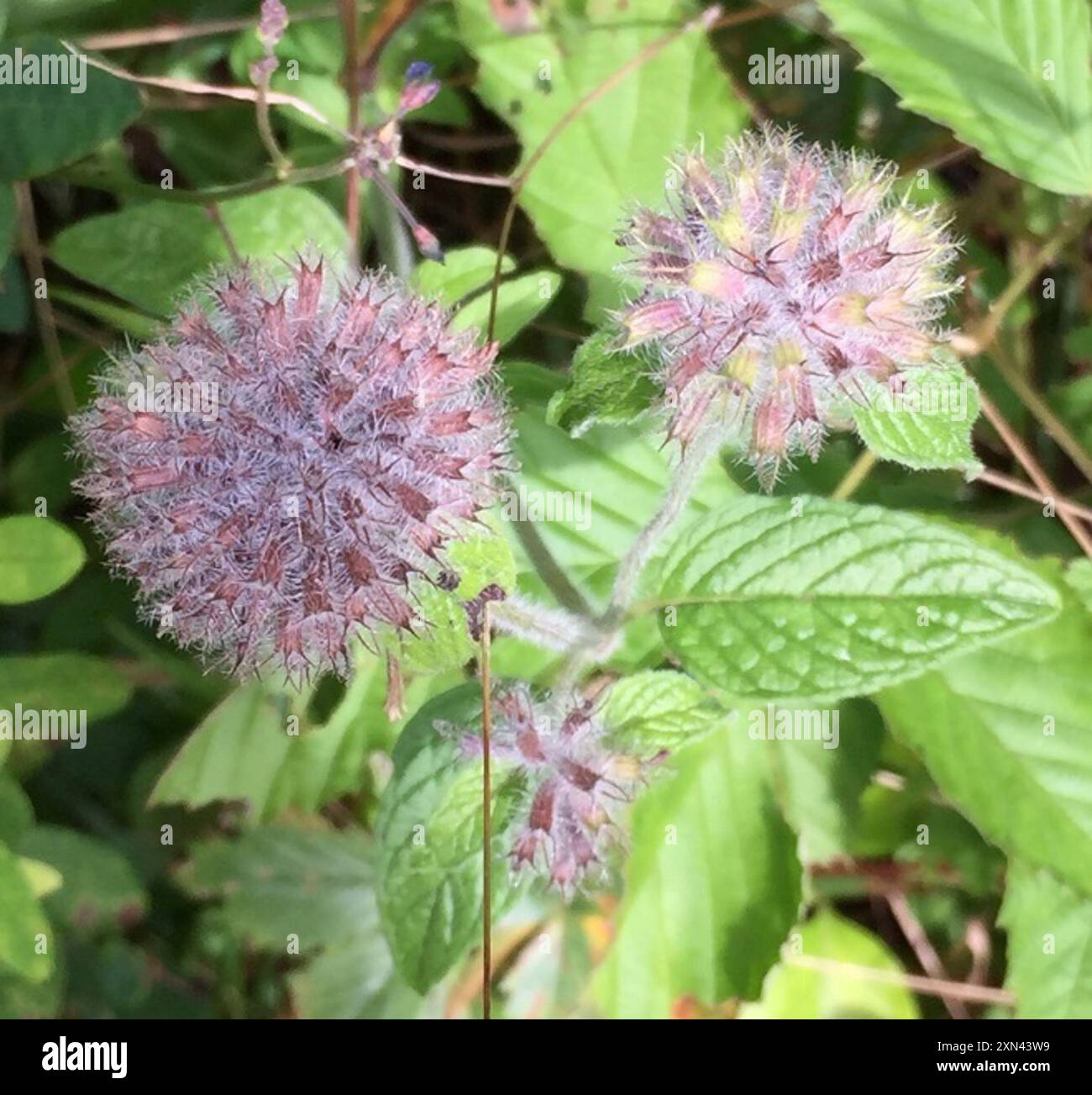 Wild Basil (Clinopodium vulgare) Plantae Stock Photo - Alamy