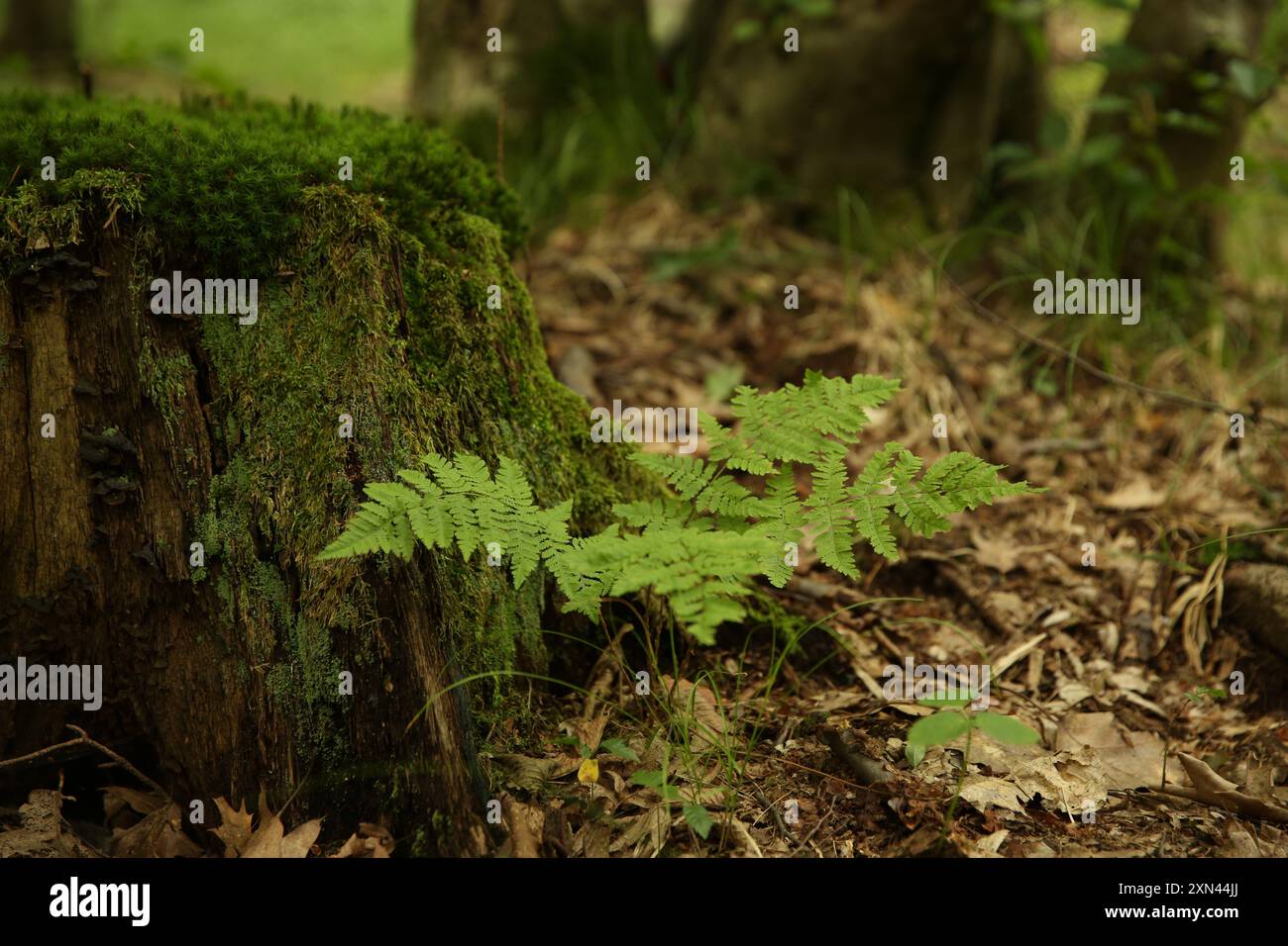 Tree stump with green moss and fern plants in forest Stock Photo - Alamy