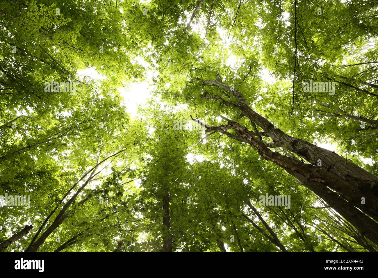 Beautiful green trees in forest, bottom view Stock Photo - Alamy