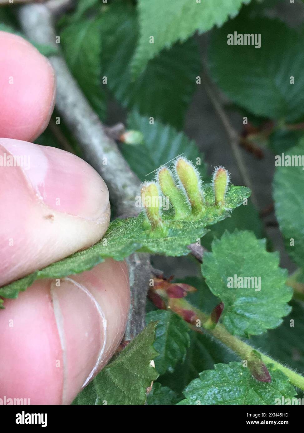 Rice Root Aphid (Tetraneura akinire) Insecta Stock Photo - Alamy