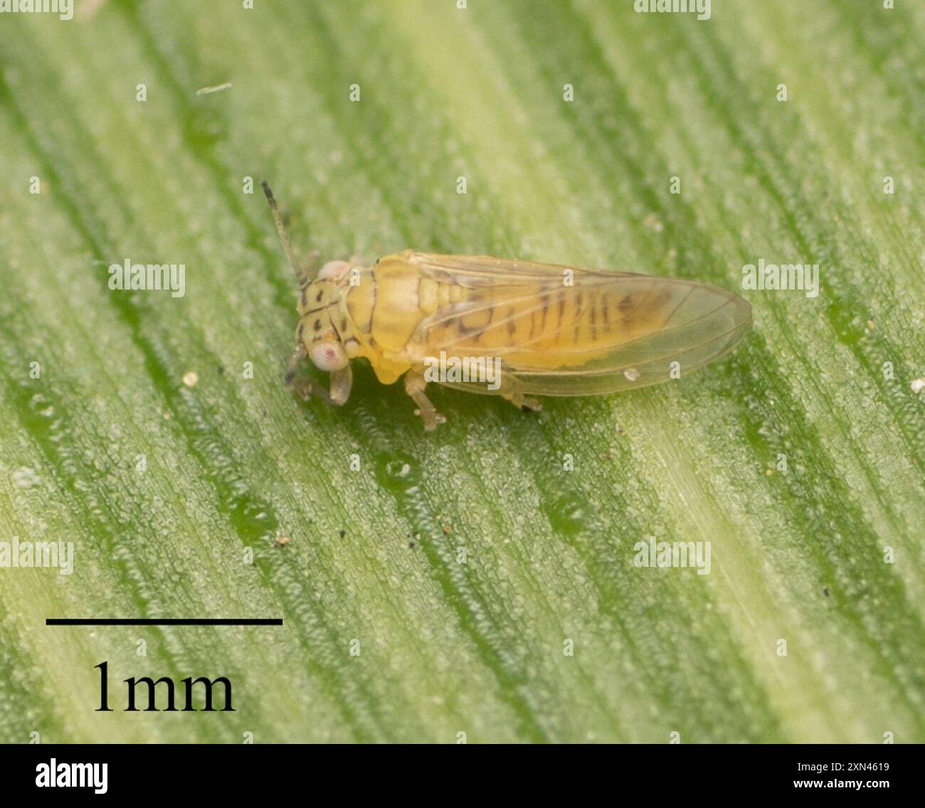 Eucalyptus Shoot Psyllid (Blastopsylla occidentalis) Insecta Stock ...
