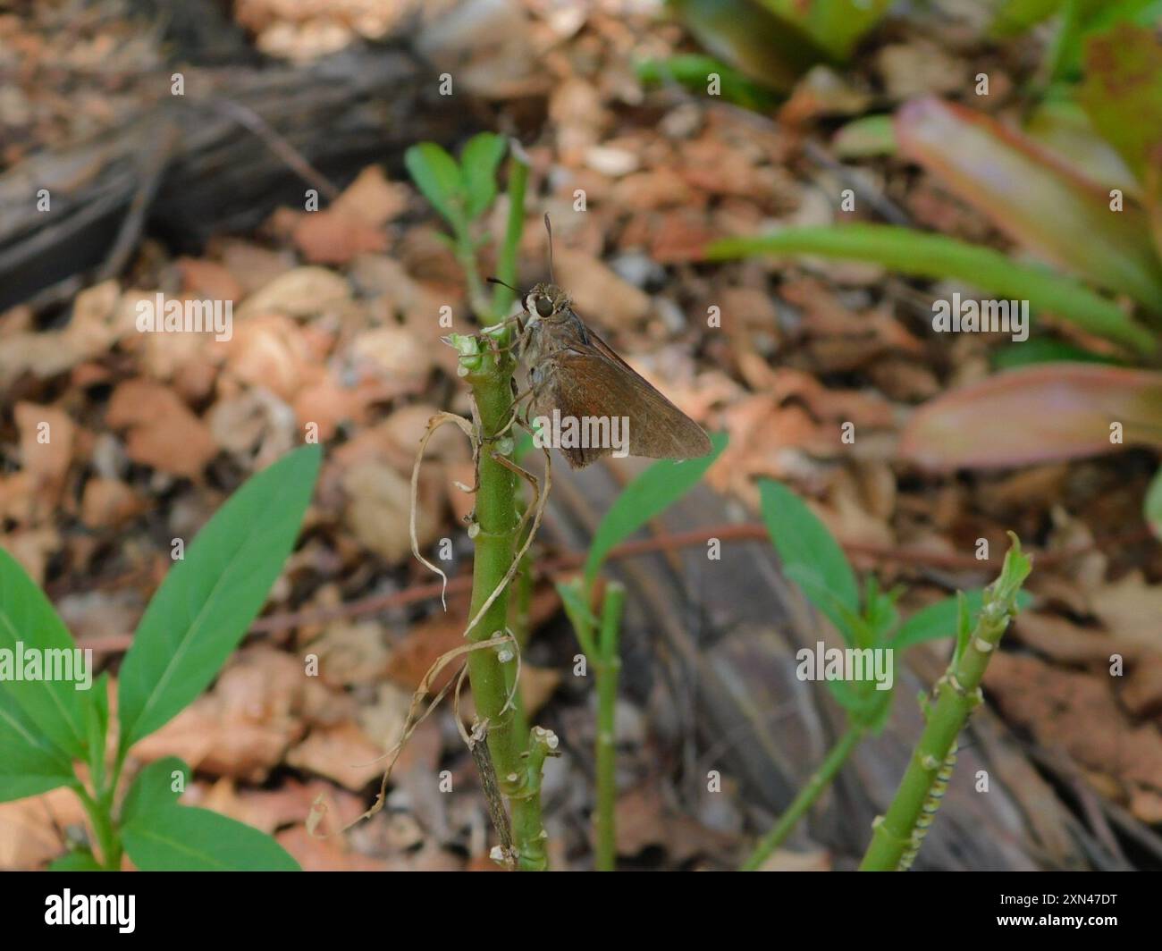 Monk Skipper (Choranthus capucinus) Insecta Stock Photo - Alamy