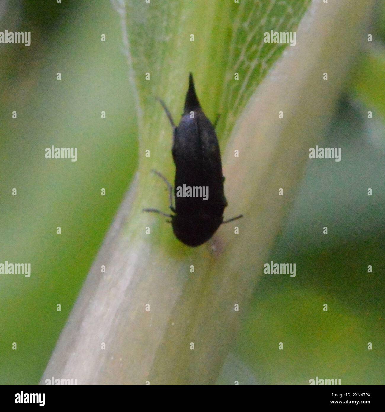 Tumbling Flower Beetles (Mordellidae) Insecta Stock Photo - Alamy