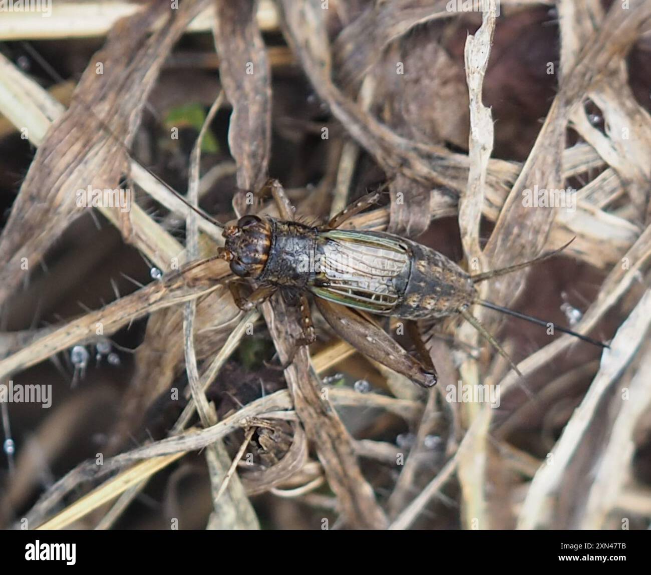 Robust Ground Crickets (Allonemobius) Insecta Stock Photo - Alamy